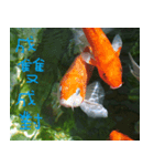 The beauty of fish and flowers（個別スタンプ：7）