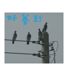 The natural beauty of birds and flowers（個別スタンプ：4）