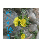 The natural beauty of birds and flowers（個別スタンプ：6）