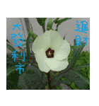 The natural beauty of birds and flowers（個別スタンプ：8）