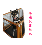 リアルDOG 柴犬ブラタン（個別スタンプ：21）