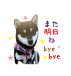 リアルDOG 柴犬ブラタン（個別スタンプ：23）