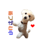 リアルDOG トイプードル（個別スタンプ：1）