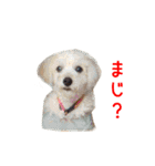 リアルDOG トイプードル（個別スタンプ：3）