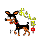 ミニピン☆ジョー（個別スタンプ：13）