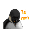 serious penguin（個別スタンプ：7）