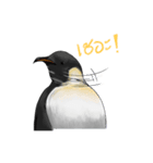 serious penguin（個別スタンプ：10）