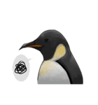 serious penguin（個別スタンプ：12）