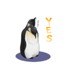 serious penguin（個別スタンプ：31）