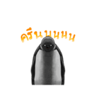 serious penguin（個別スタンプ：38）