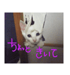 白猫 子猫の シルバーリアルフォト（個別スタンプ：1）