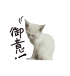 白猫 子猫の シルバーリアルフォト（個別スタンプ：2）