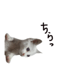 白猫 子猫の シルバーリアルフォト（個別スタンプ：5）
