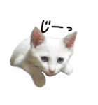 白猫 子猫の シルバーリアルフォト（個別スタンプ：8）