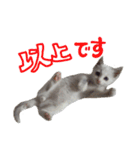 白猫 子猫の シルバーリアルフォト（個別スタンプ：9）