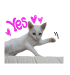 白猫 子猫の シルバーリアルフォト（個別スタンプ：11）
