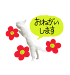 白猫 子猫の シルバーリアルフォト（個別スタンプ：18）