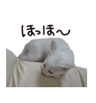白猫 子猫の シルバーリアルフォト（個別スタンプ：21）