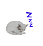 白猫 子猫の シルバーリアルフォト（個別スタンプ：23）