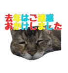 癒しの福猫～正月version～（個別スタンプ：3）