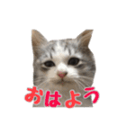 癒し猫**実写**日常会話ver（個別スタンプ：1）