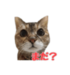 癒し猫**実写**日常会話ver（個別スタンプ：14）