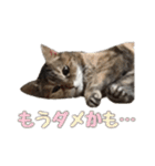 癒し猫**実写**日常会話ver（個別スタンプ：17）