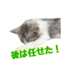 癒し猫**実写**日常会話ver（個別スタンプ：19）