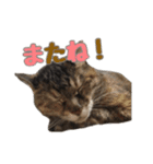 癒し猫**実写**日常会話ver（個別スタンプ：23）