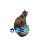 癒し猫**実写**日常会話ver（個別スタンプ：24）