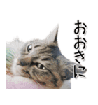 関西弁リアル猫（写真2）（個別スタンプ：3）