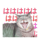 関西弁リアル猫（写真2）（個別スタンプ：10）