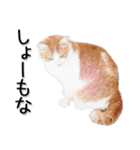関西弁リアル猫（写真2）（個別スタンプ：16）