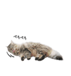 関西弁リアル猫（写真2）（個別スタンプ：32）