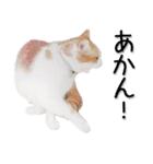 関西弁リアル猫（写真2）（個別スタンプ：33）