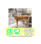 Cute Shiba Inu DOG.（個別スタンプ：1）