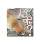 Cute Shiba Inu DOG.（個別スタンプ：9）