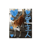 Cute Shiba Inu DOG.（個別スタンプ：12）