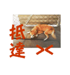 Cute Shiba Inu DOG.（個別スタンプ：22）