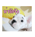 Hello Monday French bulldog（個別スタンプ：25）