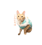 茶トラ猫 フェリックスの日常（個別スタンプ：1）
