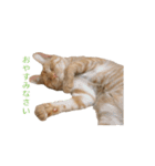 茶トラ猫 フェリックスの日常（個別スタンプ：4）