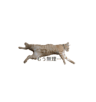 茶トラ猫 フェリックスの日常（個別スタンプ：5）