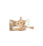 茶トラ猫 フェリックスの日常（個別スタンプ：6）