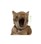 茶トラ猫 フェリックスの日常（個別スタンプ：7）