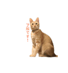 茶トラ猫 フェリックスの日常（個別スタンプ：9）
