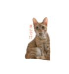 茶トラ猫 フェリックスの日常（個別スタンプ：11）