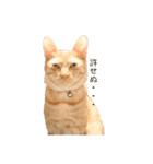 茶トラ猫 フェリックスの日常（個別スタンプ：12）