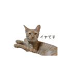 茶トラ猫 フェリックスの日常（個別スタンプ：16）