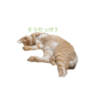茶トラ猫 フェリックスの日常（個別スタンプ：20）